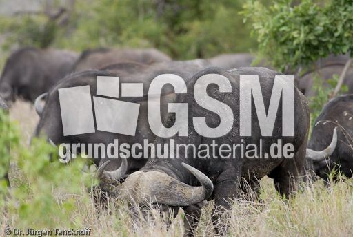 Afrikanischer Büffel (9 von 102).jpg